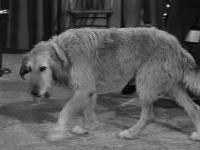 Click to watch 'Barneys Bloodhound' (popup) The Andy Griffith Show